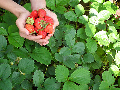 red strawberries on person hands thumbnail