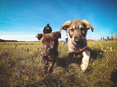 Little Puppies Friends thumbnail