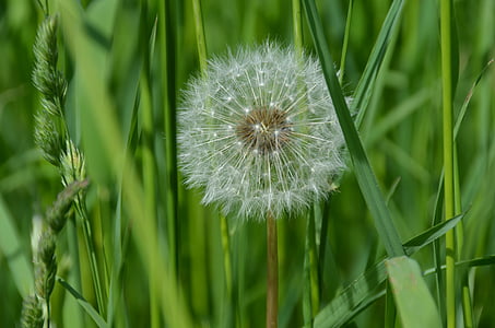 closeup photo of white dandelion thumbnail