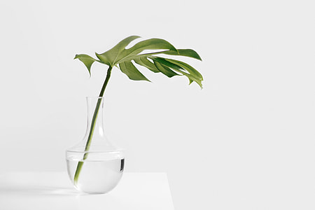 green leaf, glass, vase, plant thumbnail