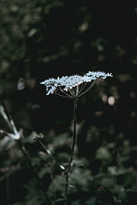 shallow focus photography of white flower thumbnail