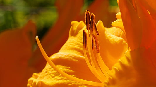 Day lily flower parts macro during summer time in Rutgers Garden NJ USA thumbnail