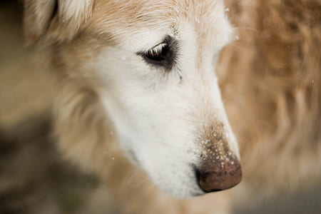 nature, animal, dog, pet thumbnail