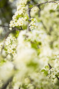 cherry blossom tree, spring, landscape, flower, green thumbnail