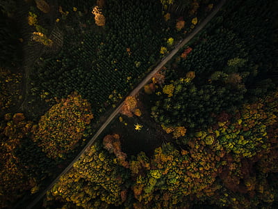 aerial photography of road in the middle of forest thumbnail