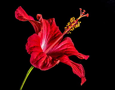 red petaled flower thumbnail