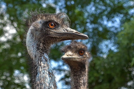 selective focus photography of two ostrich during daytime thumbnail