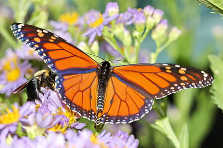 brown, black, and white butterfly thumbnail