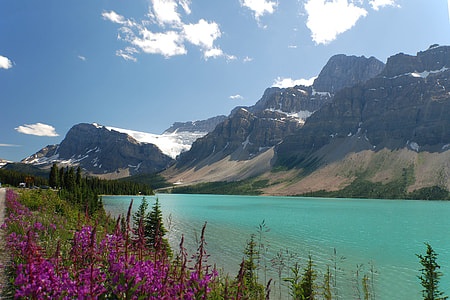 purple petaled flowers near body of water thumbnail