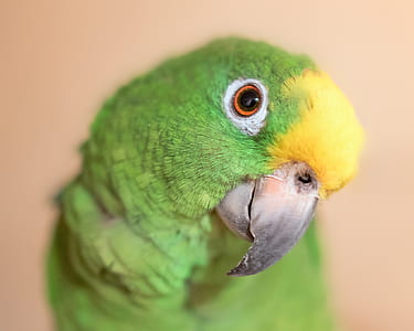 green parrot thumbnail