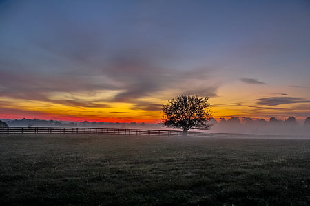 tree silhouette during golden hour thumbnail