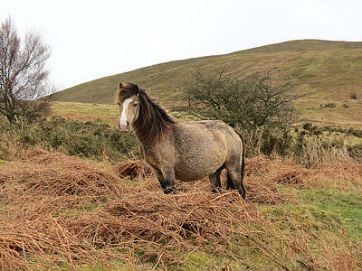 grey horse standing on grass thumbnail