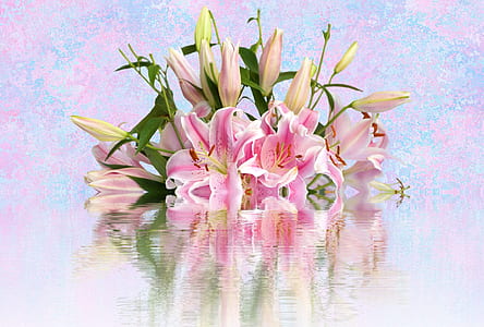 pink-and-white lily on calm body of water thumbnail
