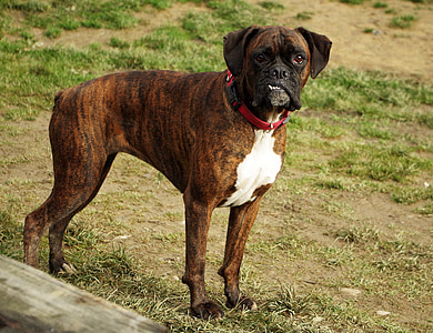 adult brindle boxer standing on green grass ground thumbnail