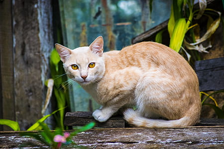 orange tabby cat thumbnail