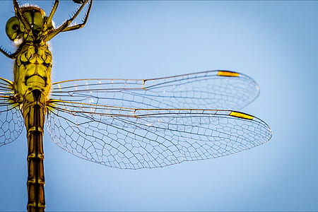 yellow dragonfly thumbnail
