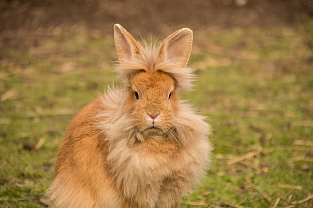 long-coated brown rabbit thumbnail