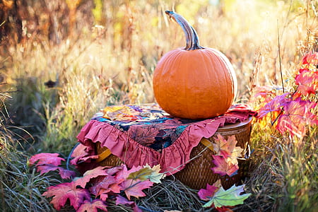 orange pumpkin on pink and black floral textile and basket thumbnail