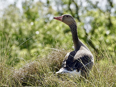selective focus photography of duck on grass thumbnail