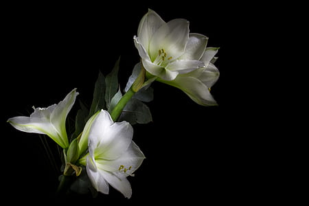 close up photo of white petaled flowers thumbnail