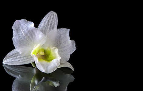 white orchid in bloom on black surface thumbnail