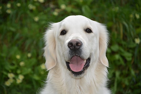 selective focus photography of light golden retriever thumbnail