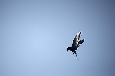 silhouette of bird in mid air thumbnail