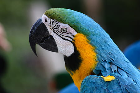 blue and green parrot thumbnail