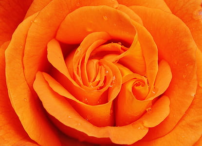 orange flower thumbnail