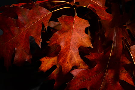 Close-Up Photography of Maple Leaves thumbnail
