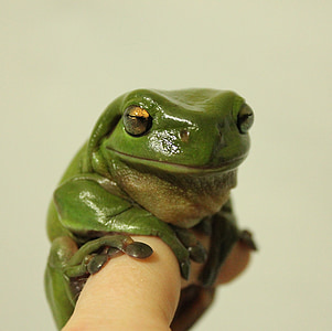 green frog on person's finger thumbnail