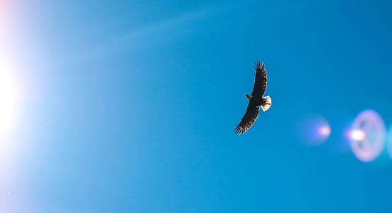 low angle photo of eagle thumbnail