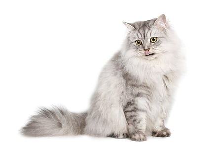 gray Persian cat thumbnail