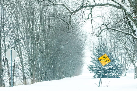 snow-covered bare tree during daytime thumbnail