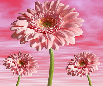 three pink flowers against pink background thumbnail