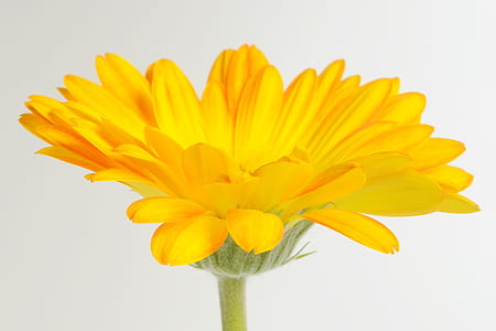 closeup photo of yellow petaled flower thumbnail