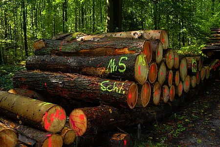 tree log lot on forest during daytime thumbnail