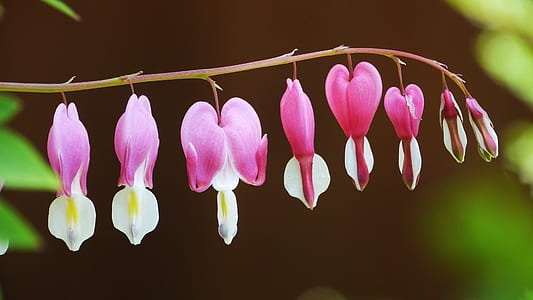 close-up photo of pink-and-white bleeding hearts flower thumbnail