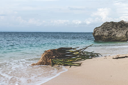 green plant on seashore thumbnail