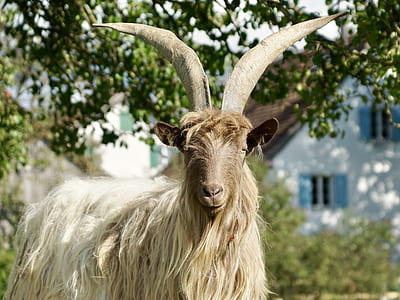 selective focus photo of white sheep thumbnail
