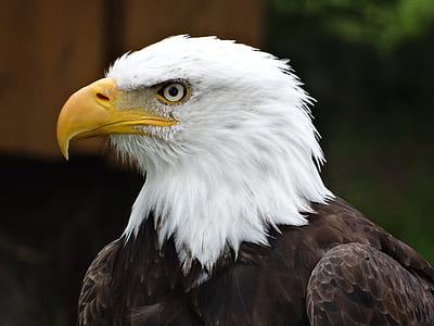 bald eagle thumbnail