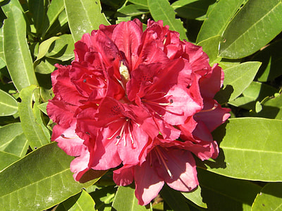 Rhododendron, Rhododendron Ferrugineum thumbnail