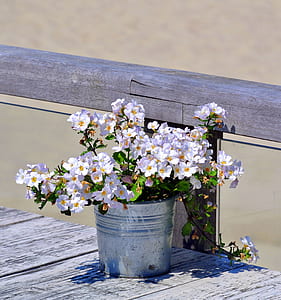 white flowering plant thumbnail