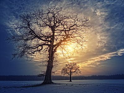 trees under the cloudy sky thumbnail