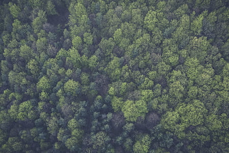 aerial photo of green trees thumbnail