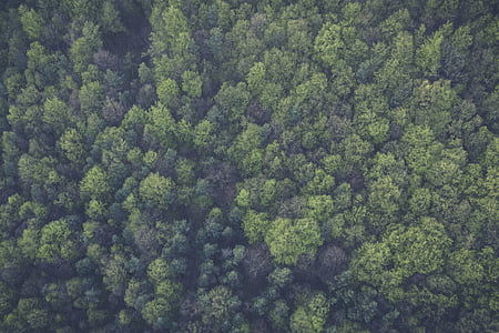 bird's eye photography of green trees thumbnail