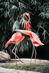 two Flamingos during daytime thumbnail