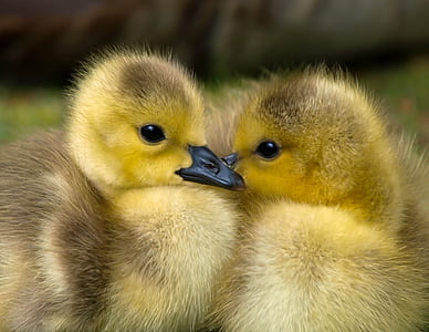 two yellow ducklings thumbnail