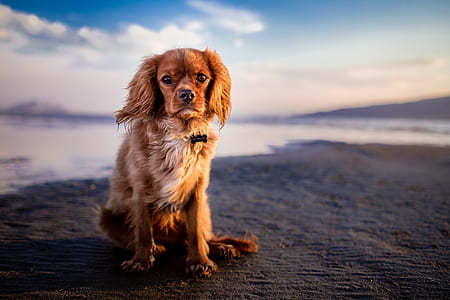 adult ruby-colored Cavalier King Charles spaniel thumbnail