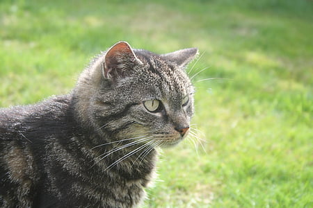 grey tabby cat on green grass during daytime thumbnail